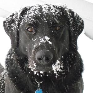 Meet your Posher, Steven